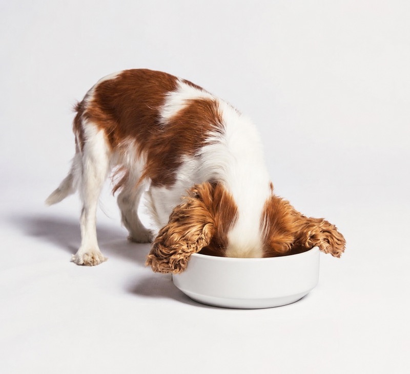 Spaniel eating from a white ceramic dog bowl against a pale backdrop.